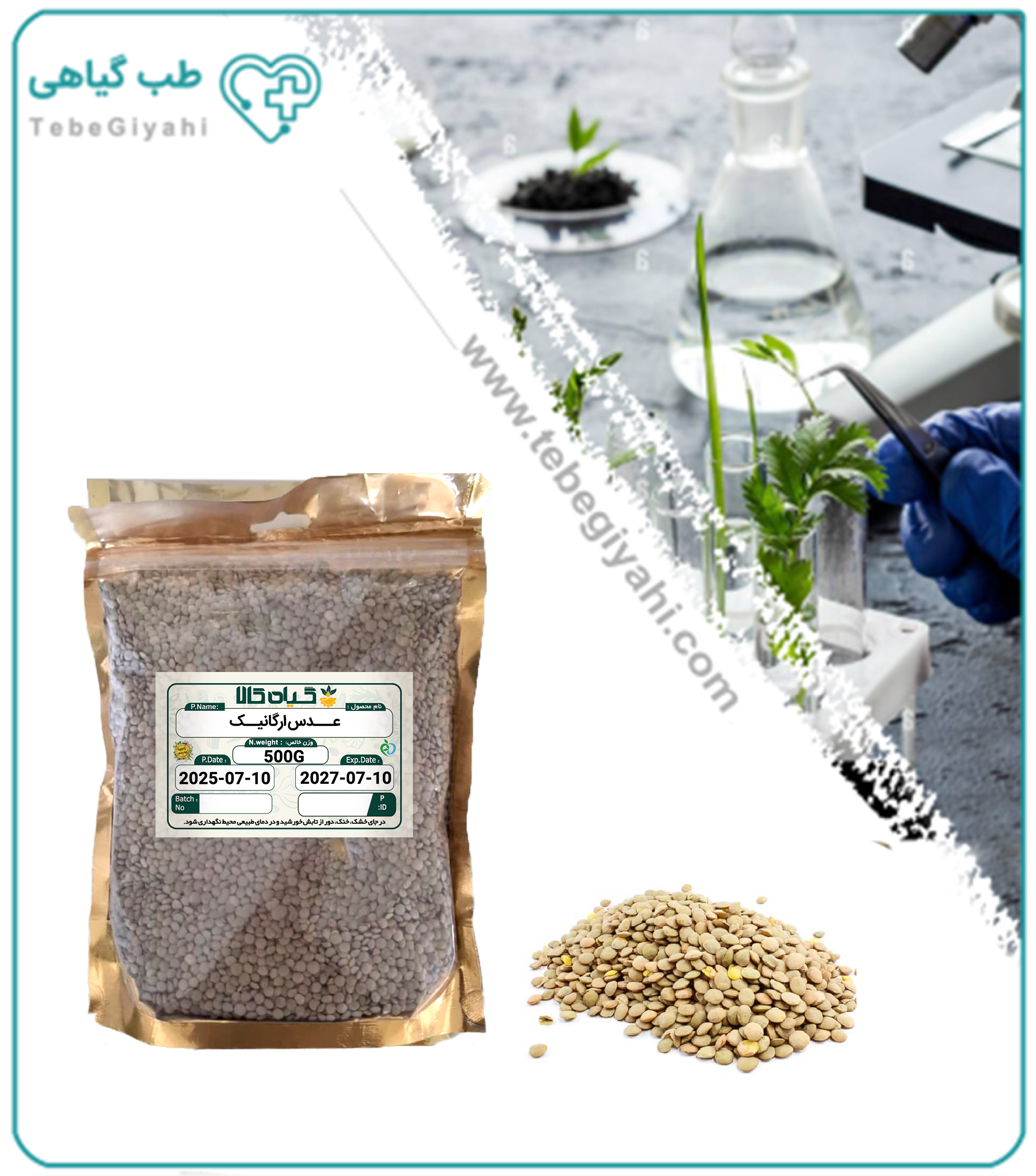 عدس ارگانیک